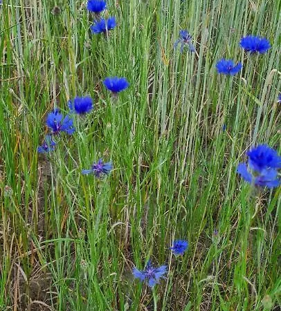 펜션 Mazovia Village - Blisko Suntago Puszcza Marianska