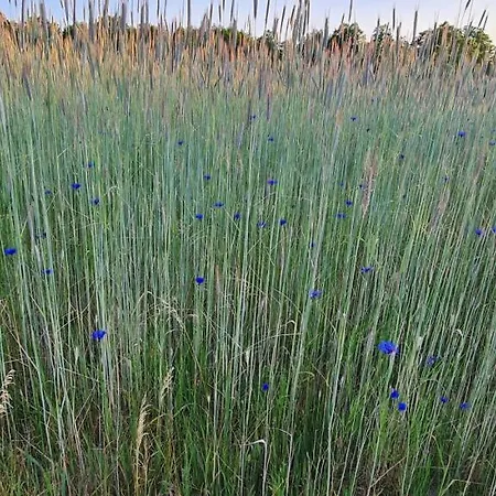 度假居 Mazovia Village - Blisko Suntago Puszcza Marianska